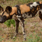 Why Tanzania is best Safari Destinations in East Africa