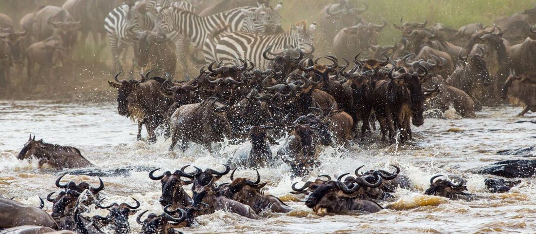 2-Days-Tanzania-Luxury-Safari-Banner