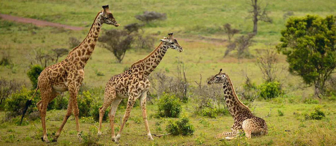 Arusha-National-Park-Banner