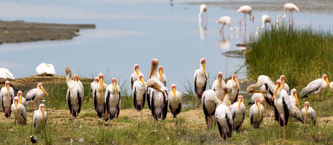 Lake-Manyara-National-Park-Banner