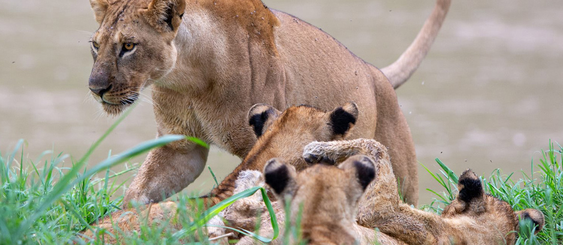 3-Days-Tanzania-Budget-Safari-Banner