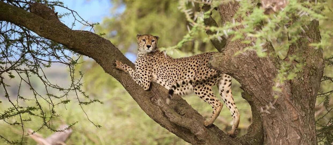 Serengeti-National-Park-Banner